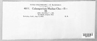 Coleosporium madiae image